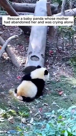 This precious baby panda, abandoned and alone, cried out for help. Witness the heartwarming moment this vulnerable cub was given a second chance at life through a compassionate rescue. | We Love All Pitpulls