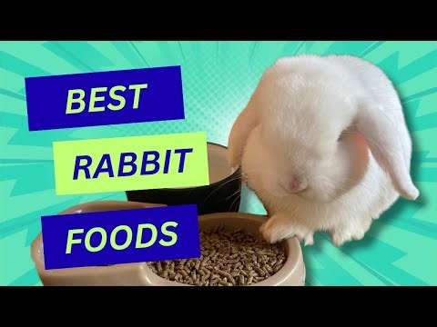 Best Foods To Feed Your Rabbit