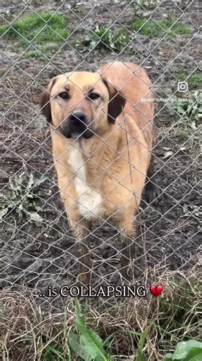‼️A Bitter Reality We Can No Longer Ignore❤️‍🩹 For those who follow our work, you know that Bambi Foundation Albania has always been a place of hope for dogs who had nowhere else to go. A small refuge built with love, sacrifice, and countless sleepless nights. But today, we must share a painful truth. The place where our shelter currently stands is only temporary. Some time ago we shared difficult news: MUST LEAVE THE RENTED LAND WHERE OUR SHELTER STANDS BY THE END OF SPRING ‼️ Which means that