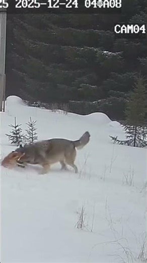 Survival Showdown Between Wolf and Fox #Wolf #Fox #AnimalFight #Wildlife #nature