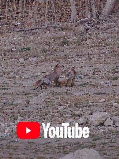 A small teaser of my recent meeting with the Cyprus fox species. I am sharing infos & facts that u may don't know about them , and raise some questions about their future conservation status in the island. Please share ur feedback since will help me getting better & better! #redfox #cyprusfox #cypruswildlife #wildlifeofcyprus #nikoncyprus
