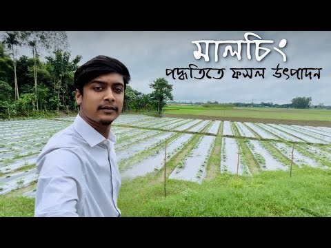 মালচিং পদ্ধিতিতে ফসল উৎপাদন কতটা লাভজনক | Mulch Farming