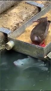 3.5M views · 163K reactions | #Respect     Beautiful Friends and family  殺 Please Follow Beauty of Nature Facebook page | Beauty of Nature | Facebook