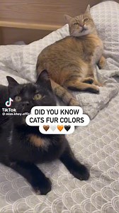 2.8K views · 52 reactions | 珞 | Animal Search UK | Facebook