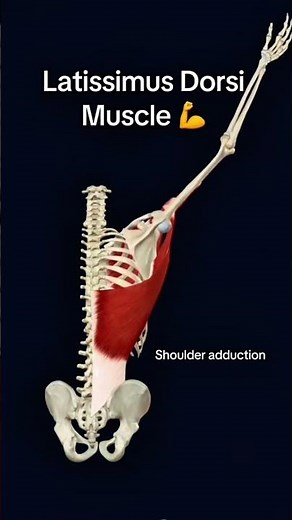 “Latissimus Dorsi Muscle Anatomy | Origin, Insertion, Function & Clinical Importance Explained!”