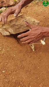 1.5M views · 7.8K reactions | Super trick! simple mouse  trap idea! #mousetrap #tips #villagelife #short | Trending Vivasaayi | Facebook