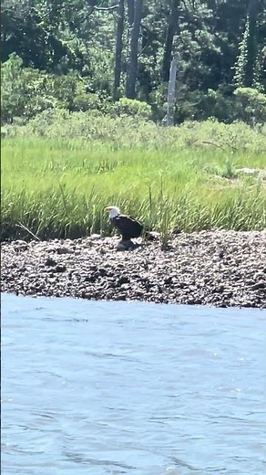 Birdwatching tour on Chincoteague with Captain John