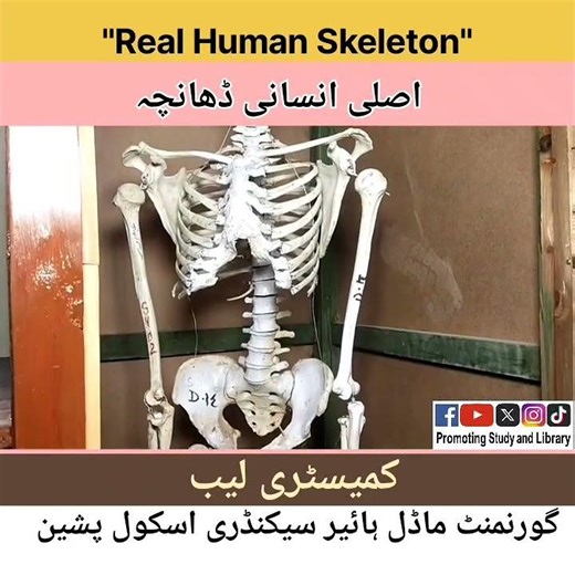 Human Skeleton model School Pishin