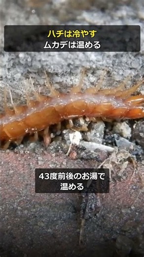 【ムカデ】咬まれたら冷やすな