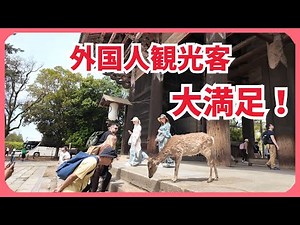【奈良公園】外国人観光客大満足 奈良の鹿とのふれあいに感動 NARA JAPAN