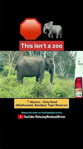 Elephant Blocks Mysuru–Ooty Road in Bandipur | Madhumalai Wildlife 🐘