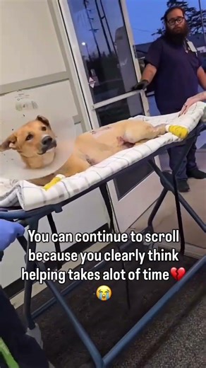 Luke has been discharged from the vet!This brave boy suffered 3rd-degree burns, and the damaged skin