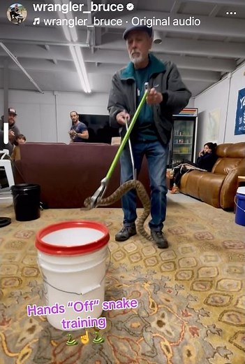 Venomous Snake Handling Training 🐍The Wrangler Method #snake #bruceireland #thesnakewranglers