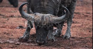 Cape Buffalo Covered With Mud In Aberdare National Park, Kenya, East Africa. - close up shot Stock Video
