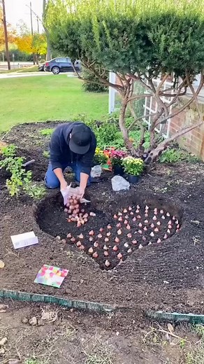 Gardening Tips: Planting Garlic Bulbs in Your Garden