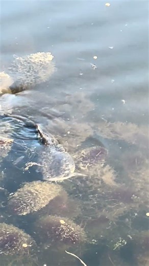 Big Brown Bullhead Catfish Cruising for Pellets