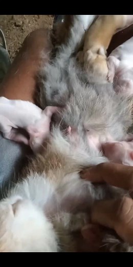 selamat pagii.. tutorial indukan yang ga mau menyusui 🤭😀 #vod #peternakkelinci #sorotan #fypreel #babyrabbit | Bowo Adi Pratama