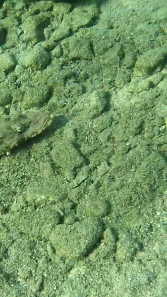 Crocodile Fish 🐊 aka Tentacled Flathead: Stealthy Sea Creature Starts with a Yawn 😮🐠⚡