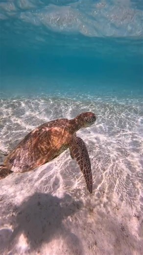 I feel most alive. #DiveDeeper #UnderWater #OceanVibes #UnderWaterAdventure #OceanLife #UnderWaterExploration #DiveIn #OceanMysteries #UnderWaterMagic #UnderWaterWorld #DeepBlue #UnderWaterLife #OceanLovers #SeaLife #BeneathTheWaves #OceanTales #UnderwaterCreatures #DiveDeep #UnderWaterJourney #OceanDreams #UnderWaterVibes #UnderwaterPhotography #DiveInDeep #UnderwaterWorlds #OceanWonderland #MarineLife #UnderwaterEscape #UnderWaterAdventureTime #UnderwaterWonders #DivingLife #OceanExplorer #Sil