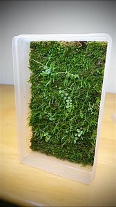 Moss propagation box becomes a moss-wall terrarium #moss #propagation #mosswall #terrarium #gogreen #reelsfb | The Urban Nemophilist