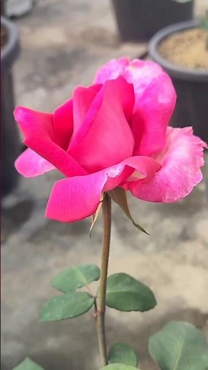 Colorful Roses in full Bloom🌹 #roses #flowers #naturelover