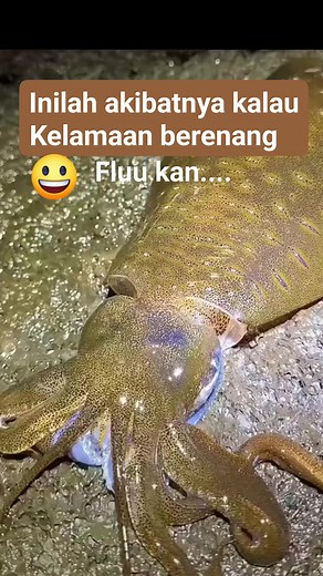 Cumi-cumi lagi bersin lee... # @sorotan # Lucu Lucu Video # Lucu-Lucu Ajahh 2.0 | LA Aliasi