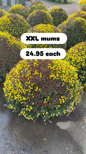 41 reactions · 4 comments | 50 XXL mums came in after lunch yesterday. There are 40 left this morning. Huge mums with weeks of color. I don’t think I can say this any louder… Don’t Buy Mums In Full Bloom. You loose at least 3 weeks of color when you do. Get your money’s worth! See you soon at Quinn’s. | Quinn's Greenhouse and Nursery | Facebook