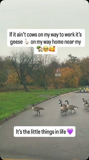 20 reactions · 4 comments | #geese #animals #fyp 﫶 | Joli Jasmine | Facebook