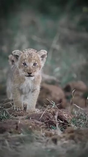 79K views · 1.8K reactions | cute lion cub #short | The Lion | Facebook