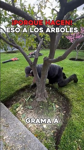 ¿Sabías para qué sirve el círculo sin pasto alrededor de los árboles? 🌳 #naturaleza #datos