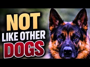 6 Ways German Shepherds Are Completely Different From Other Dogs