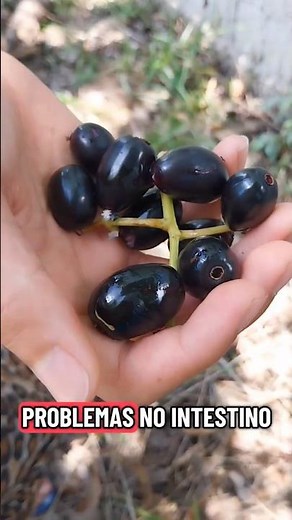 Jamelão benefits for #health #diet #heart #intestine #plants