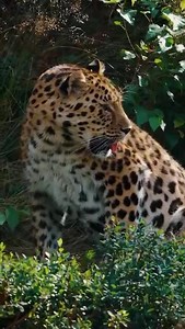 Amur leopards are probably the rarest big cat in the world. Listed as critically endangered since 1996, there's only around 100 Amur leopards in the wild. | Roar Wildlife News