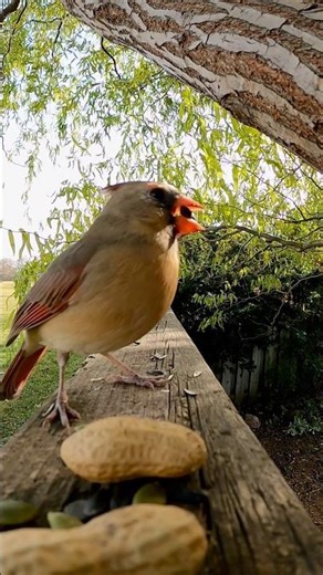 Cardinals are one of the few birds that mate for life #cardinal #birds #natureshorts