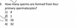 How many sperms are formed from four primary spermatocytes?1) ... | Filo