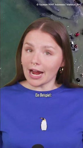 🐳🆘 Warum stranden immer mehr Wale weltweit? 🐳🆘