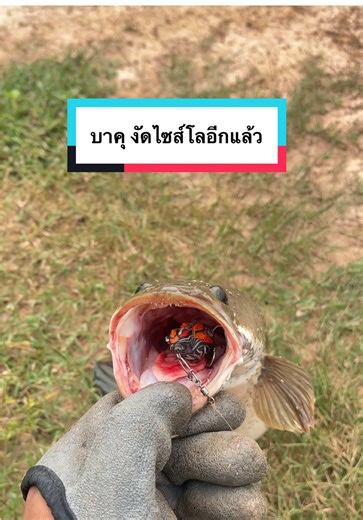 ในวันที่ไม่ได้เอากล้องมาถ่ายมักจะได้ไซส์โบ้ #ตกปลา #fishing #หมายธรรมชาติ #ปลาช่อน #บรรยากาศชิวๆ
