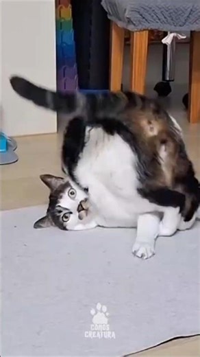 Cats Out of CONTROL #Cats #FunnCats #shorts