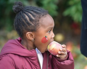 10 top-rated apple orchards to visit this fall