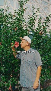 we saw the hibiscus plant so i rapped my BISCUS bars @murdymedia | Wax