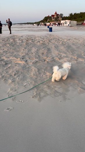 Quick sands at the sea 😍🐶🌊 #thesea #sea #coast #quicksands #beach #dog #dogs #puppies