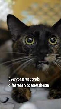 These Are the Faces of our Patients After Spay & Neuter
