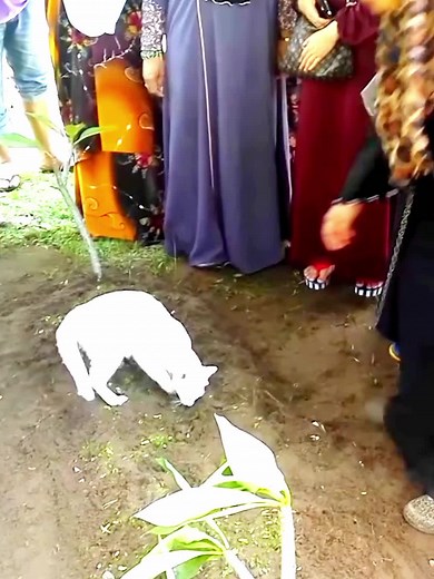 Cat Mourning Owner at Grave