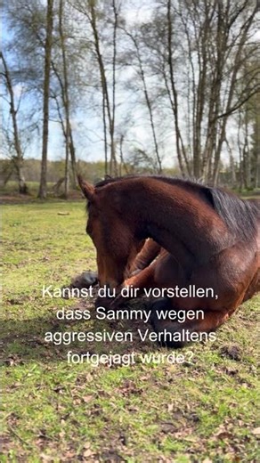 Aggressives Pferd wurde missverstanden