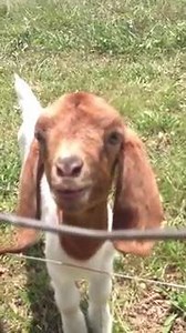 What what! :) | Baby Goat