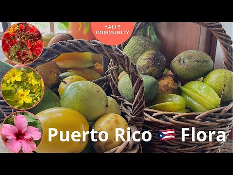 The Amazing Flora of Puerto Rico 🇵🇷 - Exotic Tropical Plants, Fruits & Veggies// Yali’s Community