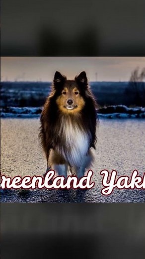 Shetland Sheepdog is More Than Just Mini Rough Collie