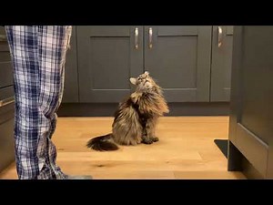 HUGE Cat Talking Back To Owner!