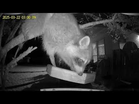 Raccoon in bird feeder.