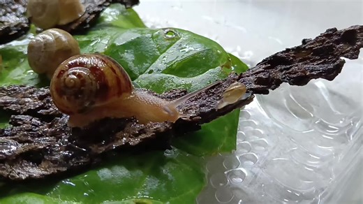 Video di LumacaZzz (@pianochehoilguscio) con Natural - Florian Christl